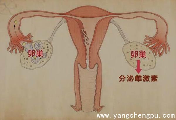 女人25岁保养卵巢