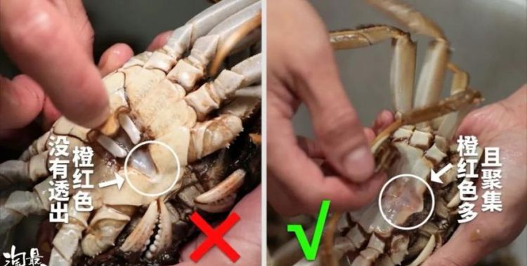 螃蟹怎么挑选肥瘦，九月的螃蟹壳大肉少什么意思？