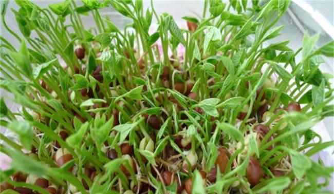 红豆发芽了怎么办，红豆和绿豆的发芽方式一样？