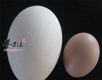 鹅蛋的热量高吗，鹅蛋白能润肤吗？