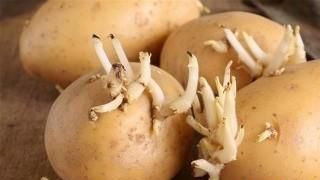 如何避免土豆发芽，怎么储存才能避免土豆发芽？