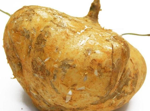 凉薯怎样储存能不烂，地瓜吃的是根还是茎？