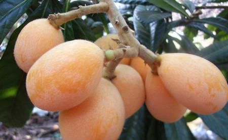 杏子和枇杷的区别，杏子和枇杷有什么区别吗？