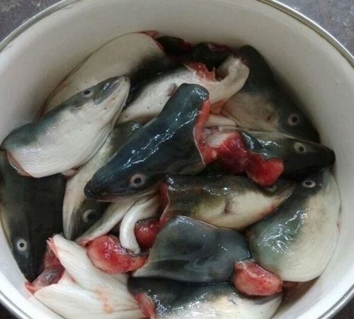鳗鱼头能吃吗，美味可口的烧鳗鱼头怎么做好吃又简单，做？