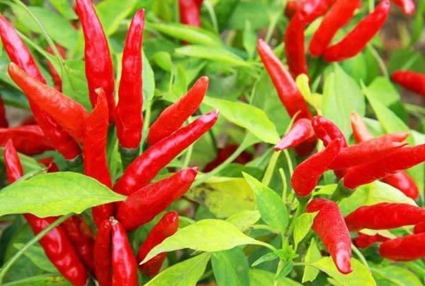 吃辣有好处吗，吃辣椒，是不是活血化瘀？