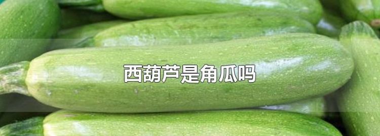 角瓜的皮能吃吗，角瓜皮吃法？