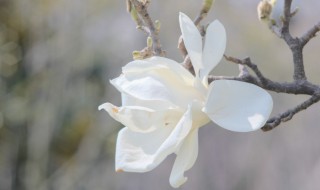白玉兰花的扦插和繁殖（白玉兰花的扦插和繁殖视频）