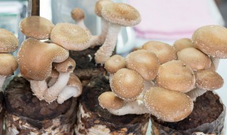 咖啡渣种蘑菇技巧 咖啡渣蘑菇培养基