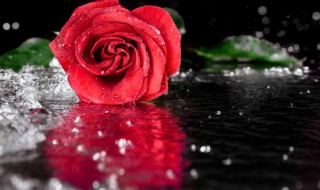 玫瑰花语是什么 香槟玫瑰花语是什么