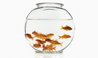 金鱼的繁殖方法（金鱼的繁殖方法(2）