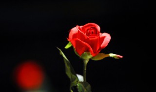 盆栽玫瑰花的方法 盆栽玫瑰花的种植方法