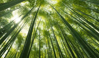 如何能养好竹子树 家里栽竹子树好吗