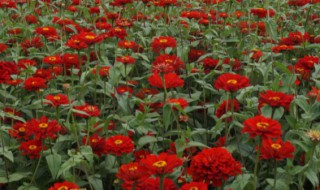 红花种植方法 串红花的种植方法