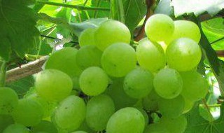 青提葡萄的种植方法 青提葡萄栽培技术