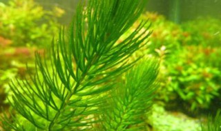 绿菊和金鱼藻的区别是什么 绿菊和金鱼藻的区别是什么呢
