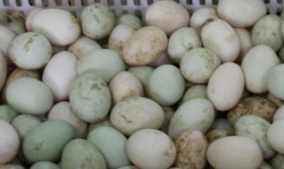新鲜鸭蛋可不可以用水清洗后存放在冰箱 你知道吗