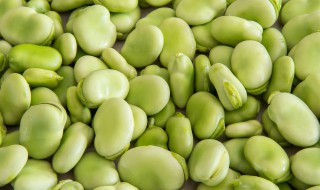 蚕豆什么时候种植最好 种蚕豆什么时候种最合适