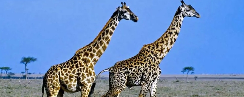 长颈鹿的特点 长颈鹿的特点外貌描写