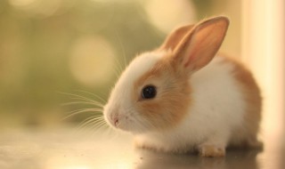 兔子人工繁育方法 兔子人工繁育方法视频