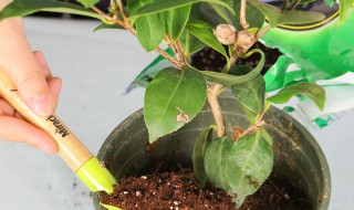 茶树的养殖方法 茶树的养殖方法家里如何养好茶花