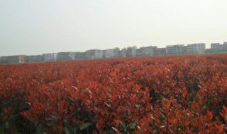 上饶红叶石楠种植方法 红叶石楠栽植技术
