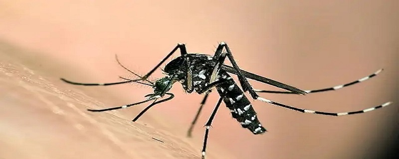 花蚊子为什么咬人厉害 花蚊子为什么咬人厉害对身体好不好