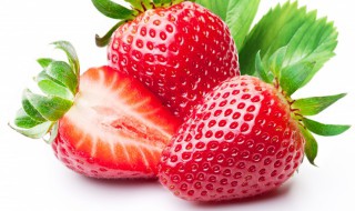 菠萝草莓种植方法（菠萝草莓好种吗）