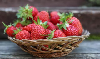 攀援草莓的种植方法（攀援草莓的种植方法视频）