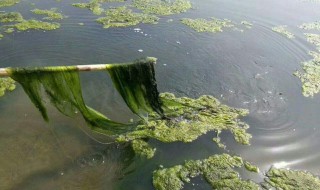 蟹塘青苔怎么快速清除 河蟹塘青苔防治方法