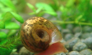 苹果螺多久繁殖一次 苹果螺多久繁殖一次后死亡