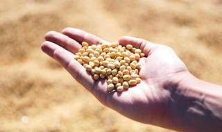种植黄豆种子的步骤是什么 种植黄豆的方法和过程