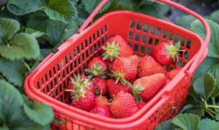 草莓的最佳储存温度是多少度? 草莓的最佳储存温度是多少度合适