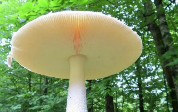 世界上最大的蘑菇长什么样子？松树下的蘑菇哪种能吃
