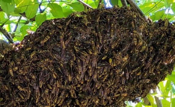 马蜂窝里面有蜂蜜吗？蜂蜜的保质期