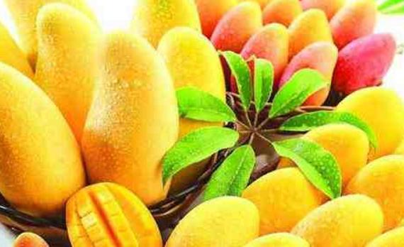 芒果夏天怎么储藏？芒果是高糖水果吗