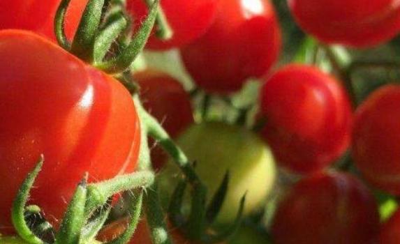 草莓柿子和普通柿子有什么区别？草莓柿子什么样子