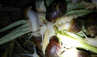 养殖白玉蜗牛不怎么进食怎么办 养殖白玉蜗牛不怎么进食怎么办呀