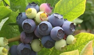 蓝莓繁殖方法如下 蓝莓如何繁殖幼苗