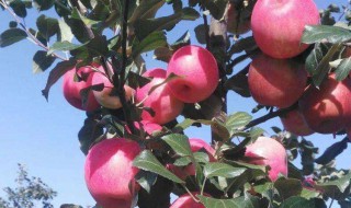 蜜脆苹果新品种介绍 蜜脆苹果图片及价格