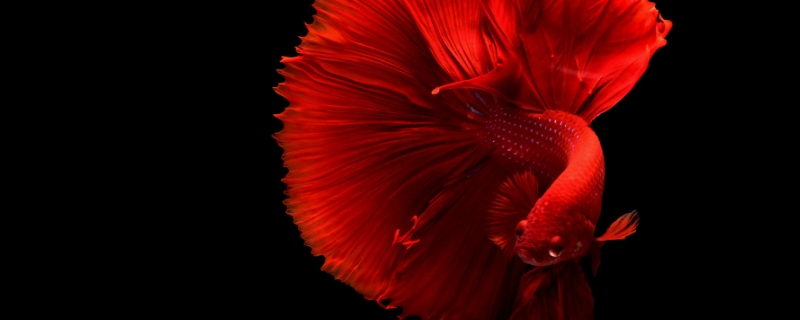 红色鱼是什么鱼（潮汕红色鱼是什么鱼）