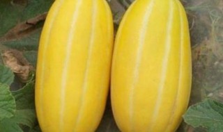 黄金瓜的种植技巧 黄金瓜的种植技巧视频