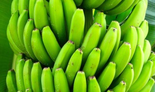 青香蕉的催熟方法 青香蕉的催熟方法有哪些
