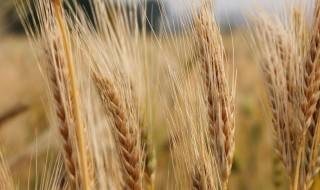 大麦和苦荞的区别 大麦与苦荞的区别