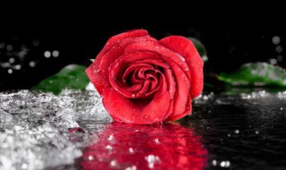单支玫瑰花包装方法教程 单支玫瑰花包装方法教程视频