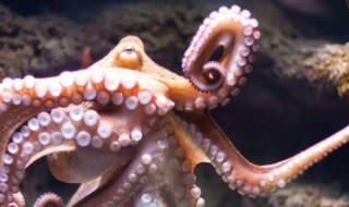 章鱼寿命多长时间 章鱼寿命一般多少年