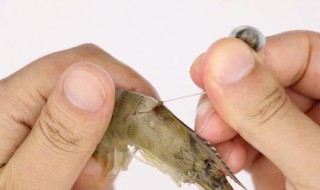 剑虾挑虾线的正确方法 剑虾是海虾吗
