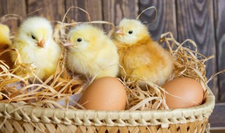 家庭人工孵小鸡最简单的方法（家庭人工孵小鸡最简单的方法是什么）