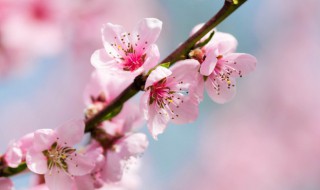 桃树施肥方法 春季桃树施肥时间和方法