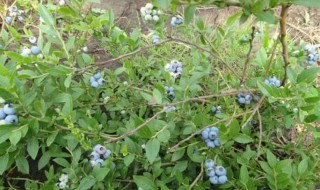 蓝莓树苗的嫁接方法 蓝莓树苗的嫁接方法有哪些