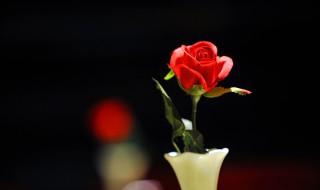 一朵玫瑰代表什么 女人微信发一朵玫瑰代表什么
